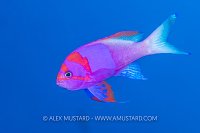 Squarespot Anthias, Fiji