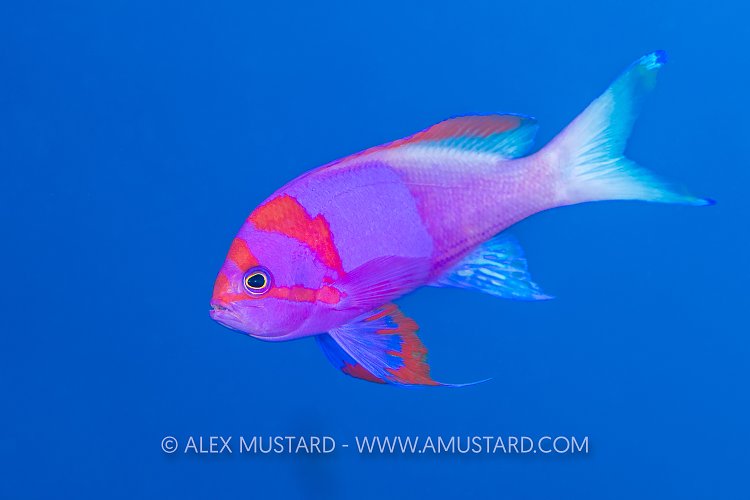 Squarespot Anthias, Fiji