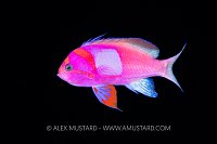 Squarespot Anthias, Fiji