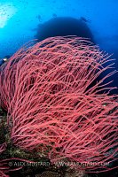 Red Sea Whips, Fiji