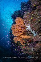 Sea Fan Surrounded By Anthias, Fiji