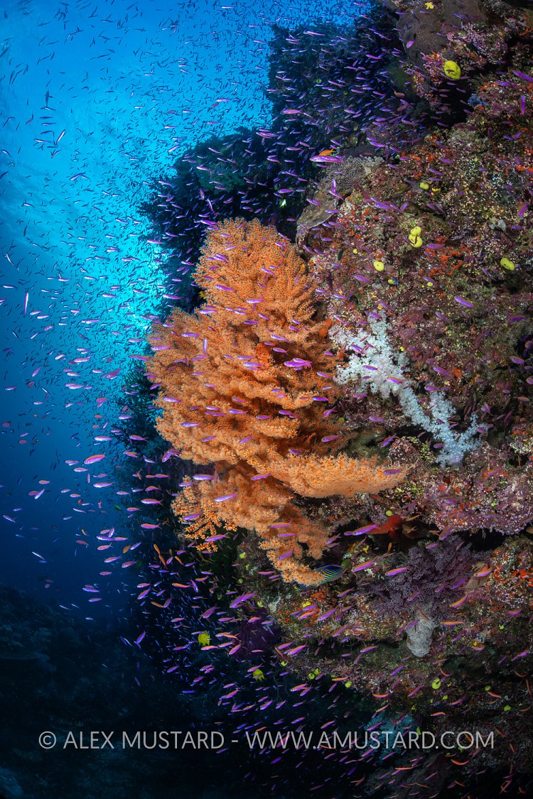 Sea Fan Surrounded By Anthias, Fiji
