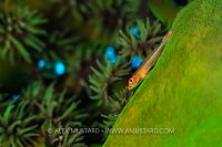 Ghost Goby On Coral, Fiji