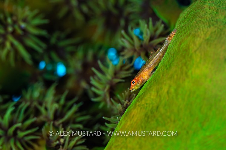 Ghost Goby On Coral, Fiji