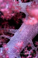 Hiding In Soft Coral, Fiji