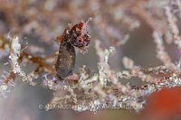 Pontoh's Pygmy Seahorse, Fiji