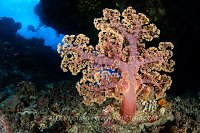 Soft Coral In Cave, Fiji