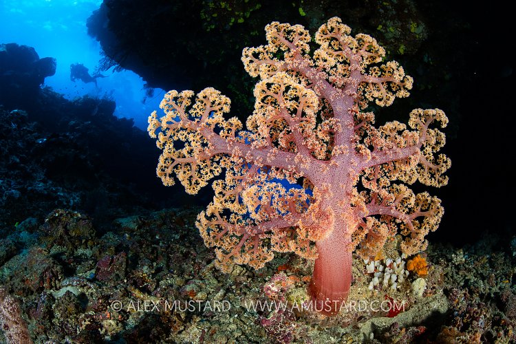 Soft Coral In Cave, Fiji
