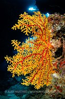 Sea Fan In Cave, Fiji