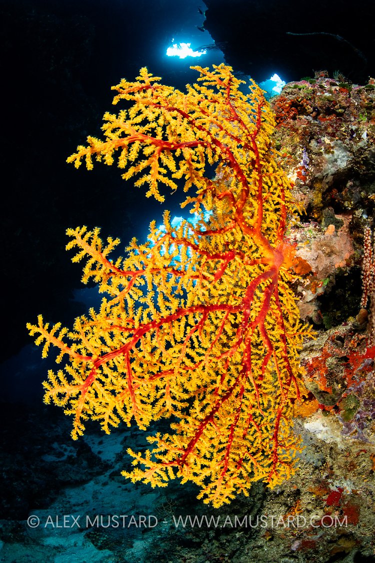 Sea Fan In Cave, Fiji