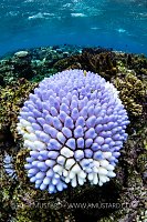 Bleached Coral, Fiji