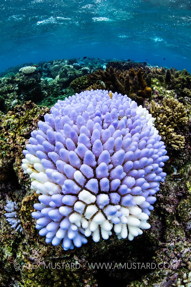 Bleached Coral, Fiji