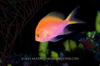 Hawk Anthias, Fiji