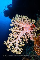 Soft Coral, Fiji