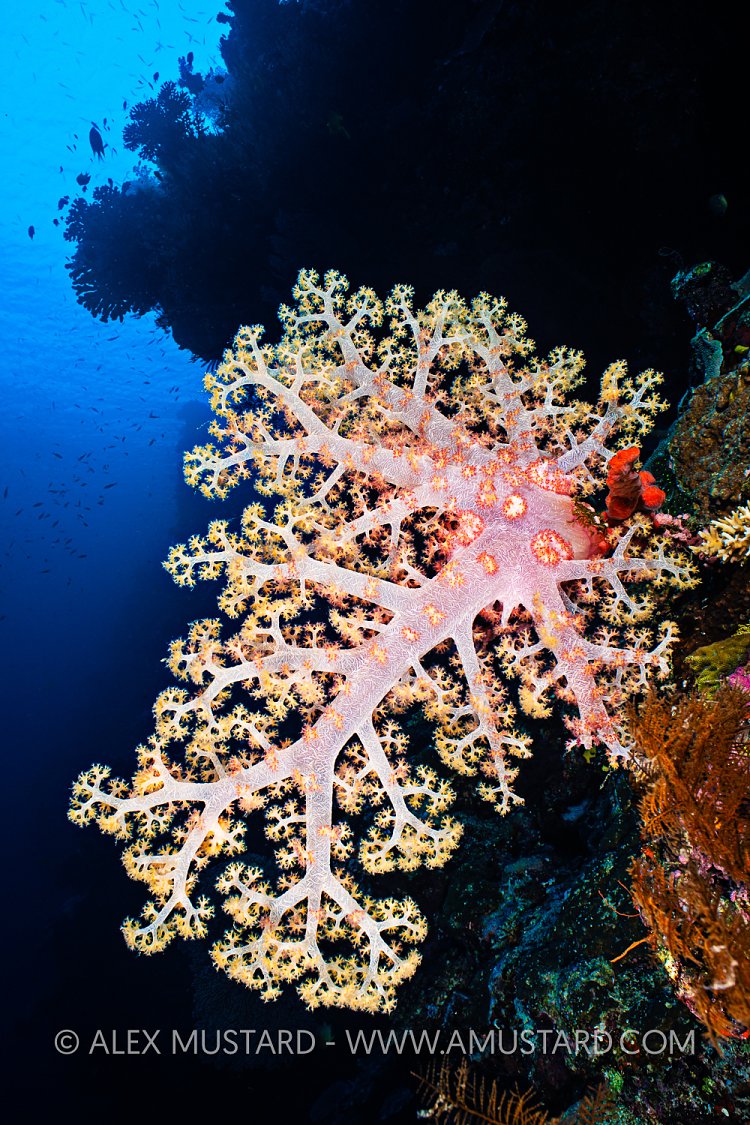 Soft Coral, Fiji