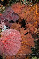 Sea Fans In A Coral Cavern, Fiji