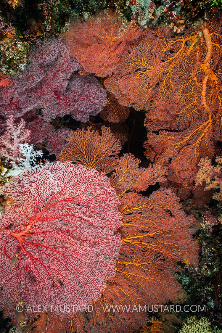 Sea Fans In A Coral Cavern, Fiji