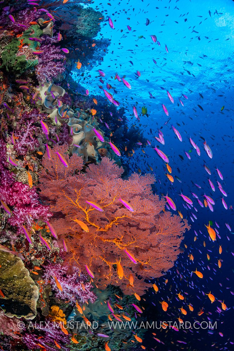 Bustling Reef Scene, Fiji