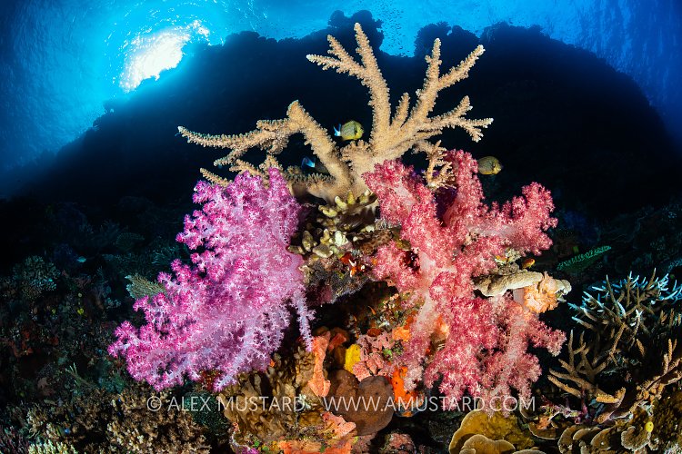Soft And Hard Corals, Fiji
