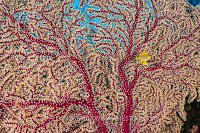 Damsel And Seafan, Fiji