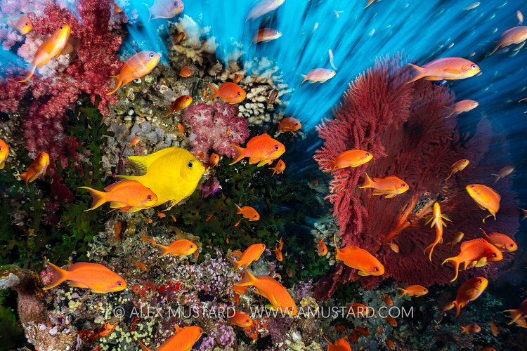 Reef Zoom Blur, Fiji