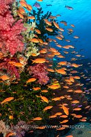 Anthias Reef Scene, Fiji