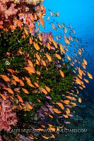 Anthias Reef Scene, Fiji