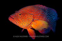 Coral Grouper Portrait, Indonesia