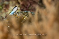 Coral Blenny, Indonesia