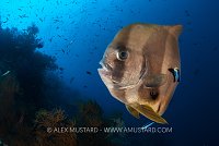 Batfish Gets Cleaned, Indonesia
