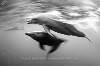 Dolphins In Monochrome, Indonesia
