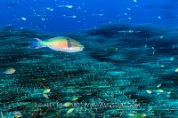 Parrotfish Blur Over Reef, Indonesia