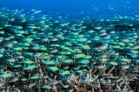 RAJ26_am-14403