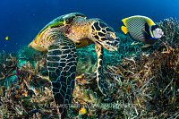 Hawksbill And Emperor, Indonesia