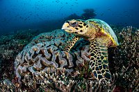 Hawksbill On Reef, Indonesia