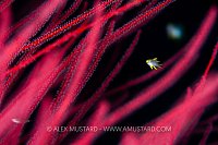 Gold Damsel, Red Whips, Indonesia
