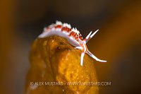 Nudibranch On Sponge, Indonesia