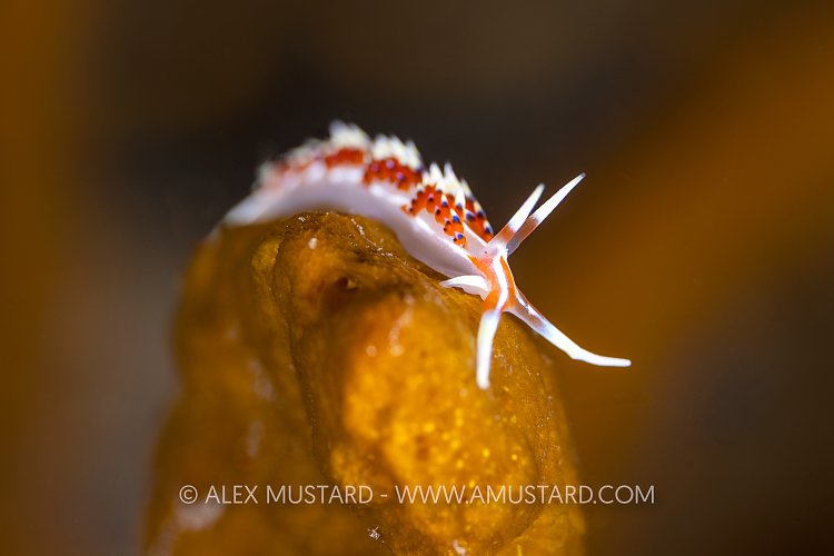 Nudibranch On Sponge, Indonesia