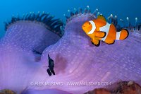 Clownfish Over Anemone, Indonesia
