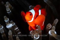 Anemonefish On Reef, Indonesia