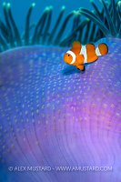 Clownfish Swims Over Anemone, Indonesia