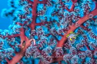 Golden Damsel In Gorgonian, Indonesia