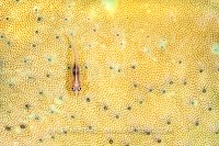 Goby On Leather Coral, Indonesia