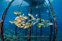 Schooling Reef Fish Beneath Jetty, Indonesia