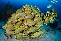 Sweetlips School, Indonesia