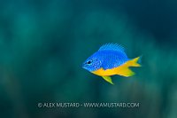 Azure Damselfish, Indonesia