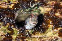Blenny In The Hole, Indonesia