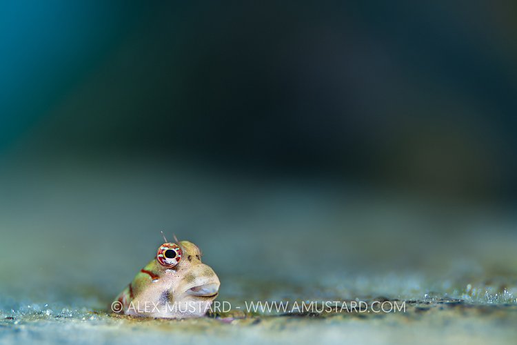 Blenny Lookout, Indonesia
