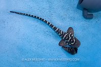 Zebra Shark Baby, Indonesia