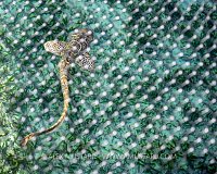 Baby Shark In Pen, Indonesia